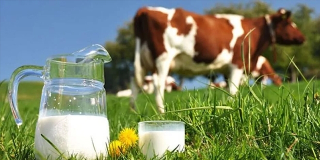 Toplanan inek sütü miktarı martta arttı