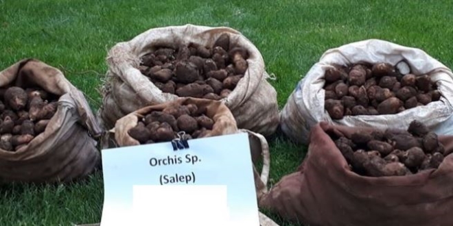 Salep soğanı toplayan 5 kişiye 368 bin TL ceza kesildi