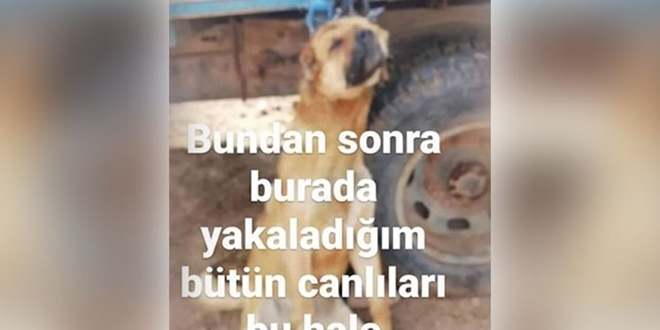 Römorka asılı köpek fotoğrafı paylaştı, gözaltına alındı
