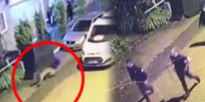Artvin'de polis ekipleri şehre inen ayıyı kovaladı