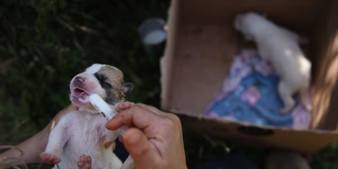 Silahla telef edilen köpeğin 7 yavrusuna sahip çıkıp biberonla besliyor