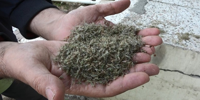 Büyükçekmece'de ortaya çıktı... Kronomidler istila etti