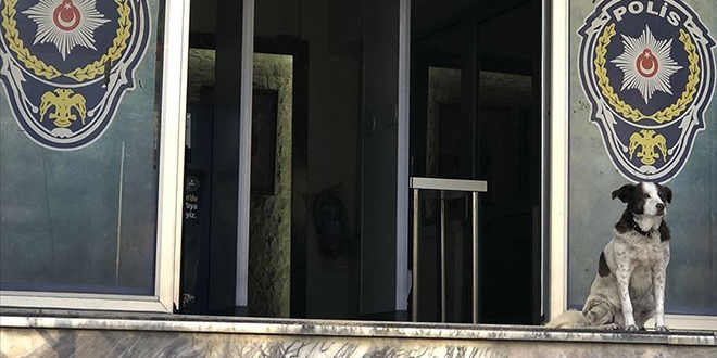 Emniyetin köpeği 'Pakize' 11 yıldır polislerden ayrılmıyor