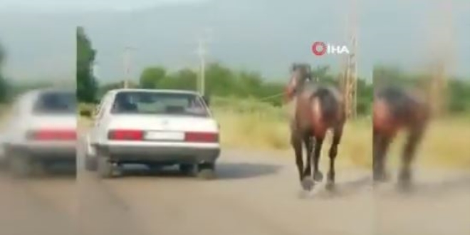 Otomobile bağladıkları atı metrelerce koşturdular