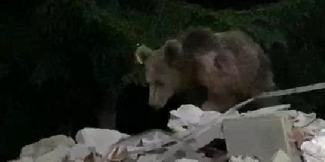 Artvin'de şoke eden olay! Evin bahçesine boz ayı girdi