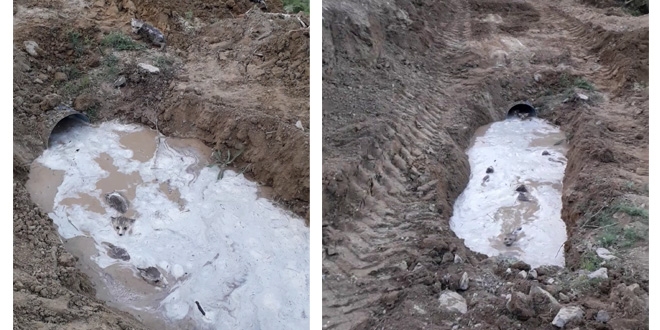 Sulama kanalından çıkan kurt yavruları şaşkınlık yaşattı
