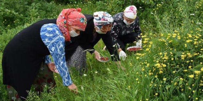 Kilosu 150 liradan satılıyor, kadınlara ekonomik kazanç oldu