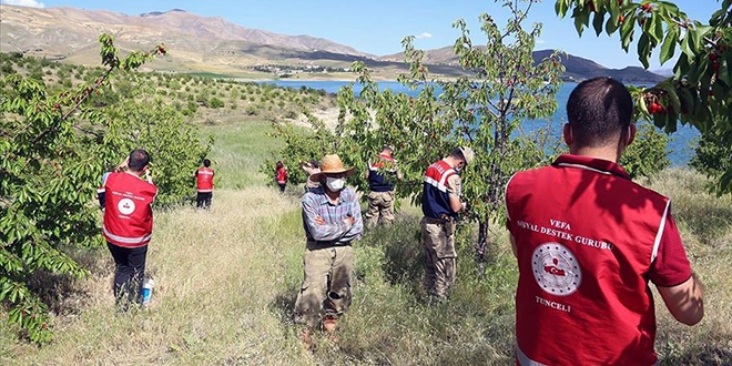 Tunceli'de 'Vefa'lı eller yaşlı vatandaşın kirazlarını topladı