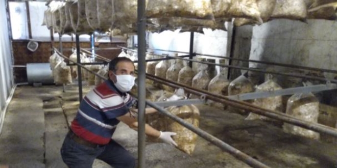 Yıllarca öğrenci yetiştirdi şimdi mantar yetiştiriyor