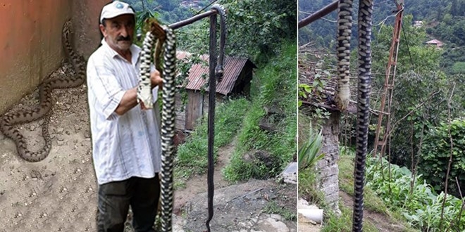 Karadeniz'de yılan korkusu: Zehri emerek değil, plastik enjektörle çekin