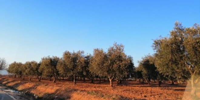 Denizli'de yapılması planlanan termik santral projesi iptal edildi