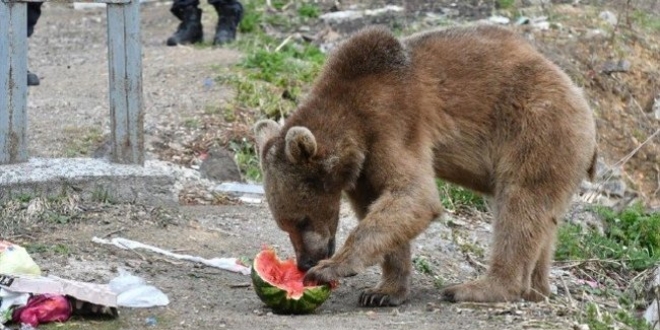 Kars'ta ac�kan boz ay� mahalleye inerek yiyecek arad�