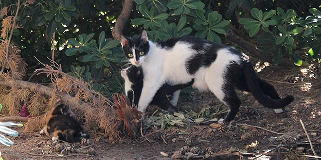 Yavruları mahsur kalan anne kedi insanları yardıma çağırdı