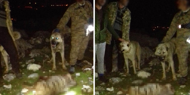 Çizgili sırtlanı köpeklere parçalatıp, öldürenlere 30 bin lira ceza