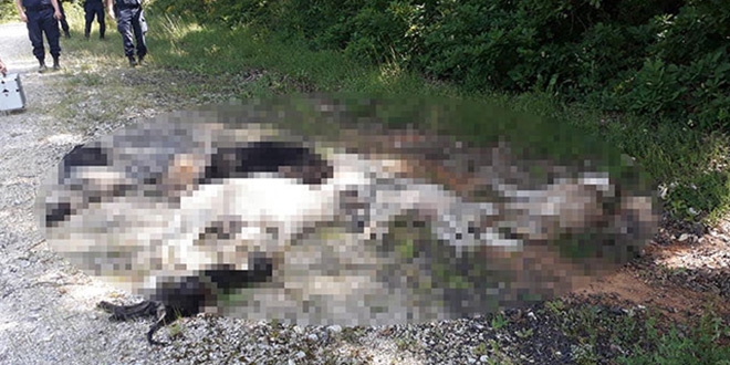 Ormanlık alanda telef olmuş 12 sokak köpeği bulundu