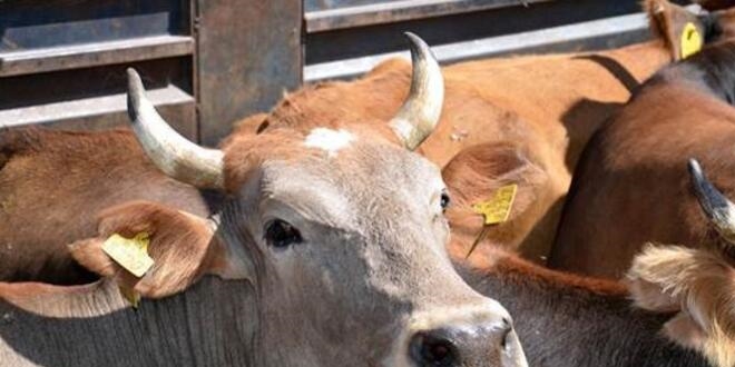 2021'den sonra büyükbaş hayvan ithalatına izin verilmeyecek