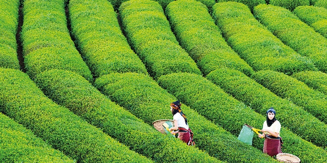 Çayın vatanı Rize'de çaya kumpas!