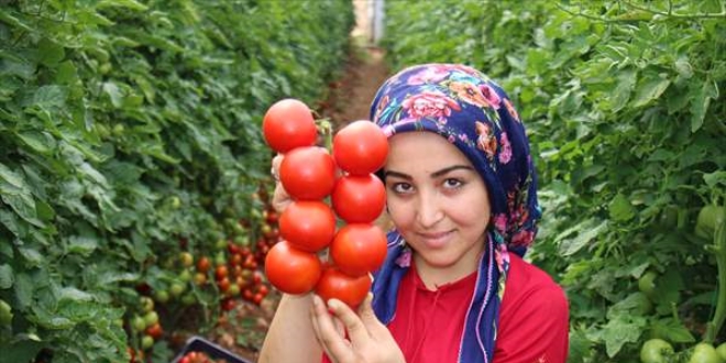 Salgın sürecinde özel izinle ekilen domatesler hasat ediliyor