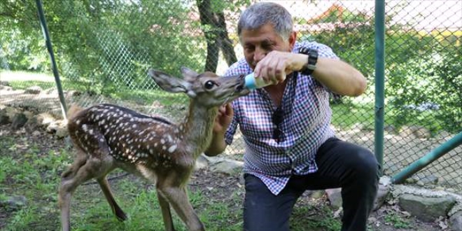 Annesinin yeterince doyuramadığı geyik yavrusunu biberonla besliyor