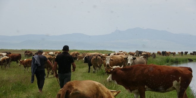 6 bin lira ücret karşılığında çoban bulamadılar