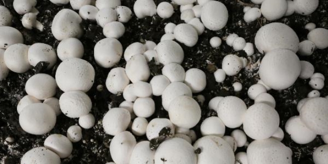 Fak�ltenin zemin kat�nda 6,5 ton mantar �retildi