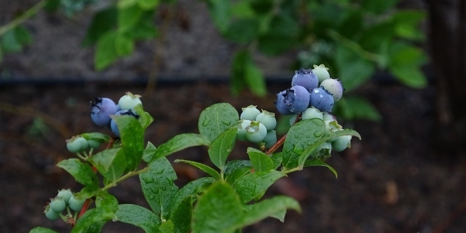 Kilosu 50 lira olan meyve daha toplanmadan dal�nda sat�l�yor