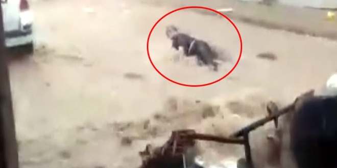 Bursa'da sel suları önüne ne kattıysa sürükledi