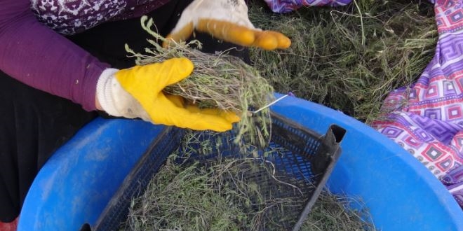 Da�lardan toplad��� kekikler ge�im kayna�� oldu