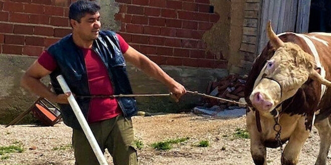 Otomobil fiyatına kurbanlık