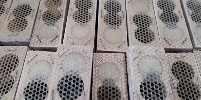 T�rda �ay paketleri i�inde esrarengiz ana� ve i��i ar�lar