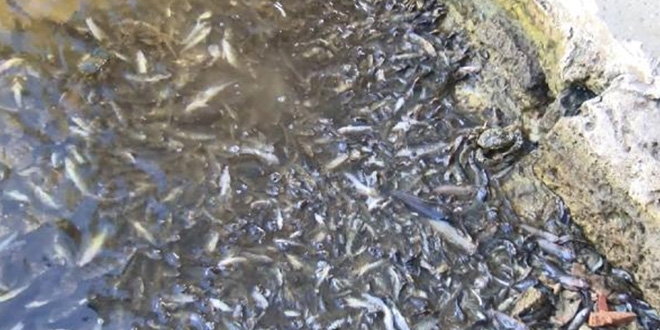 �BB'den K���k�ekmece G�l�ndeki bal�k �l�mleriyle ilgili a��klama