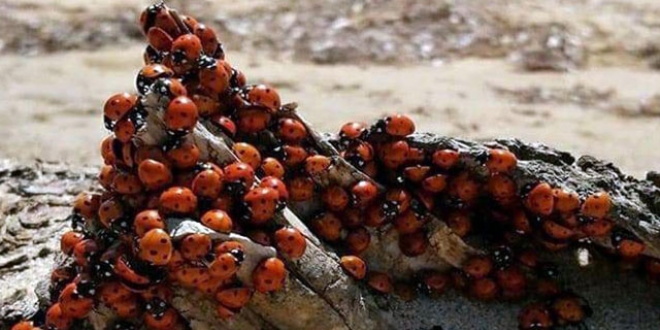 Saros Körfezi kıyıları, uğur böceklerinin istilasına uğradı