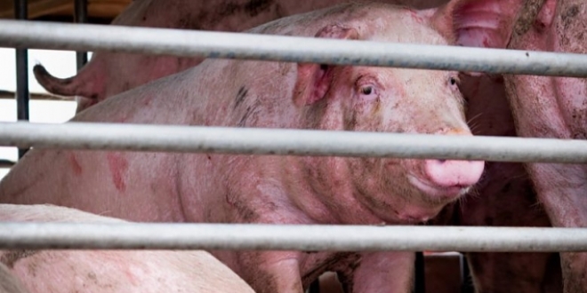 Bilim Kurulu yeni tip domuz gribini deerlendirdi: Endieye gerek yok