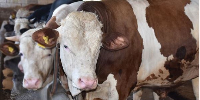1 ton 200 kilogramlık 'Paşa' alıcısını bekliyor