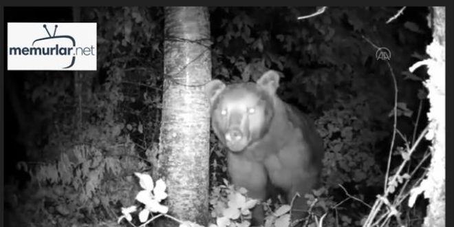 Sakarya'da yiyecek arayan ay� fotokapanla g�r�nt�lendi