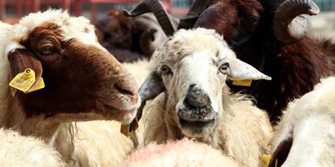 Kurbanl�k kesiminin kasaplara yapt�r�lmas� et kayb�n� �nl�yor