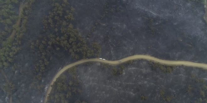 Gelibolu Yarmadas'ndaki orman yangnna havadan mdahale yeniden balad