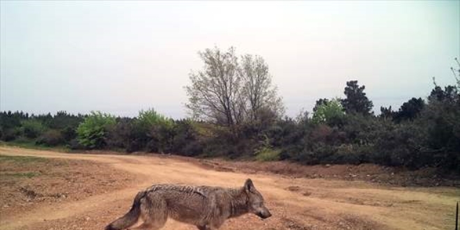 Yalova'da yaban hayatı fotokapanla görüntülendi