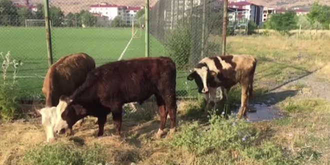 Çalınan büyükbaş hayvanlar halı sahanın soyunma odasında bulundu
