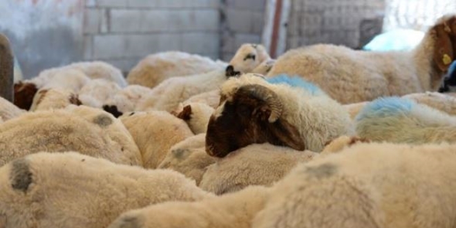 Güneydoğu'dan batı illerine kurbanlık sevkiyatı başladı