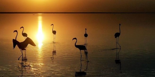 Flamingolarn yaam cenneti: Tuz Gl