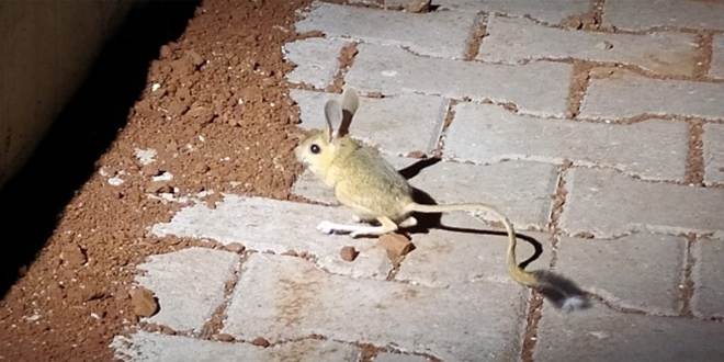 D�nyan�n en ilgin� hayvanlar�ndan kanguru faresi Ad�yaman'da g�r�ld�