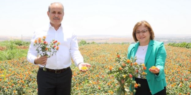 Gaziantep Büyükşehir'den aspir üretimi için önemli adım