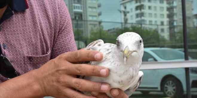 Yaral� mart�ya polis �efkati