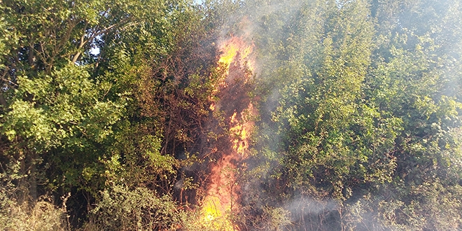 Tekirda'da orman yangn: Havadan ve karadan mdahale ediliyor