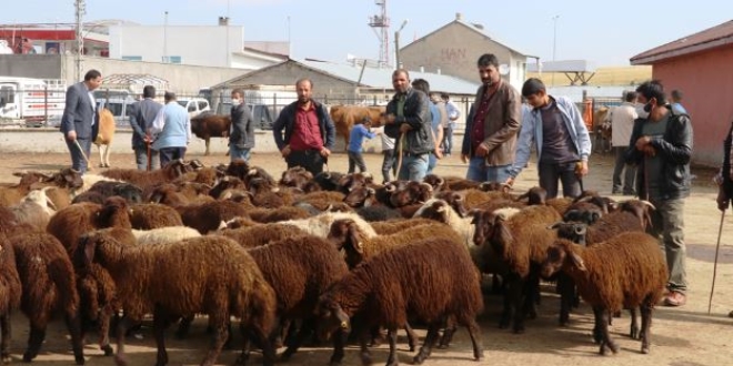 B�y�k�ehirlere kurbanl�k sevkiyat� h�z kazand�