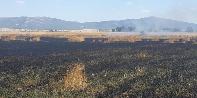 Yüksek gerilim hattına çarparak yanan kuş, 12 hektar buğday ekili alanı kül etti