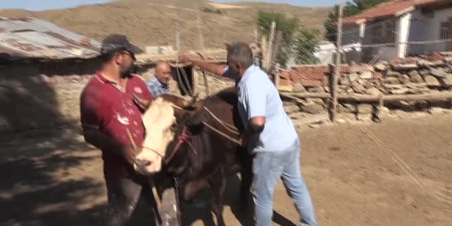 Yozgatl� kasap, kurban kesim tekni�ini uygulamal� anlatt�