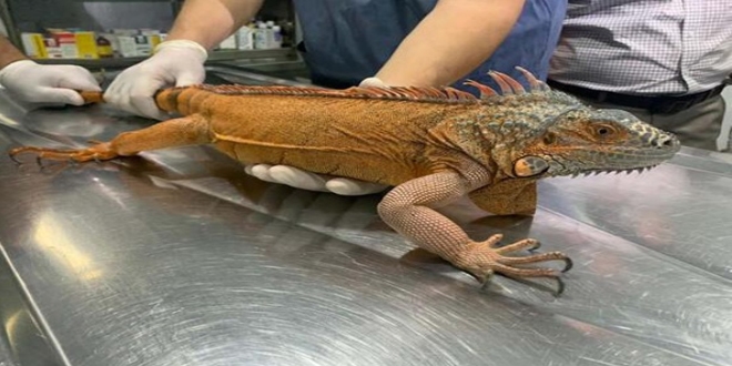 Üsküdar'da 125 santimlik iguana bulundu