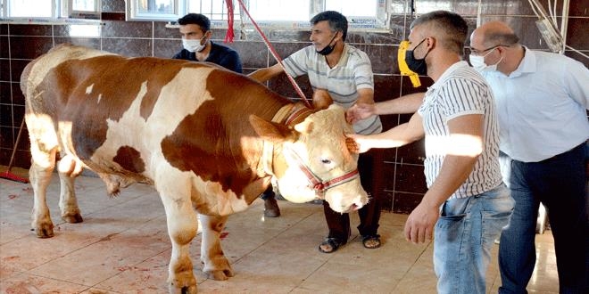 Kaymakamlık kesemeyen vatandaşların adına kurban kesti